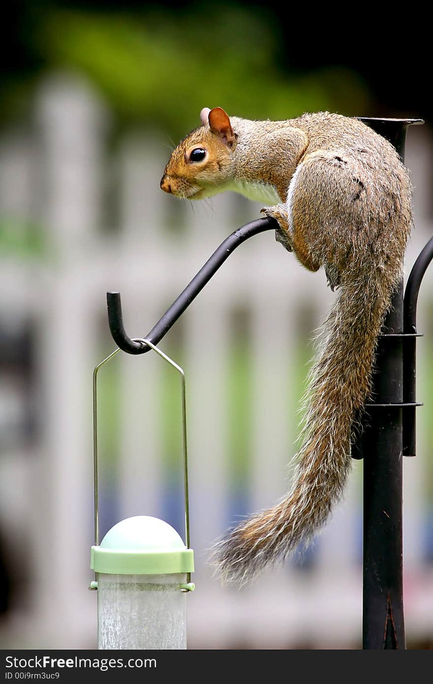 Eastern Grey Squirrel