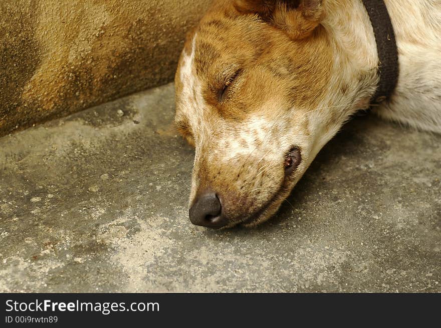 Sad Dog Sleeping