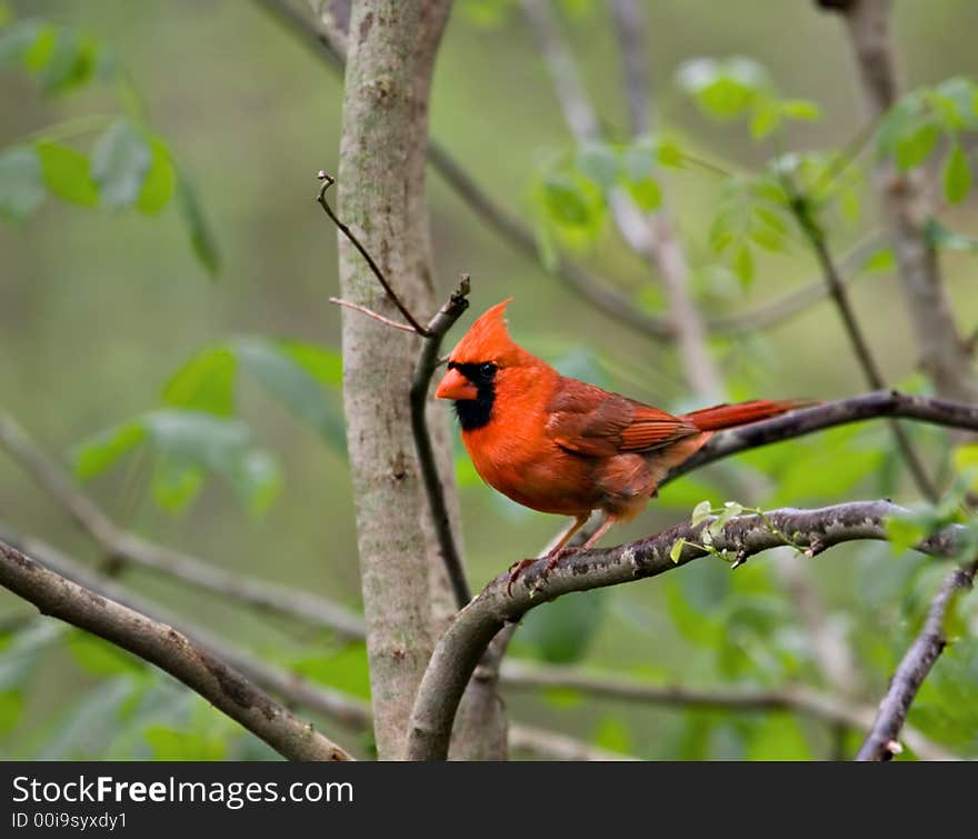 Male cardinal perched on a tree branch. Male cardinal perched on a tree branch