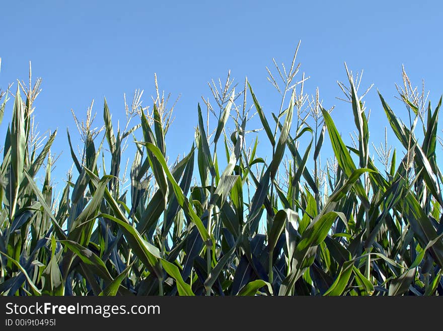 Corn stalks against a bright blue sky. Corn stalks against a bright blue sky