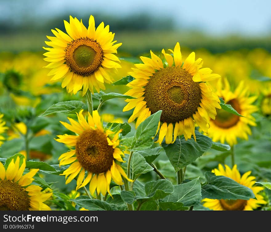 Sunflower