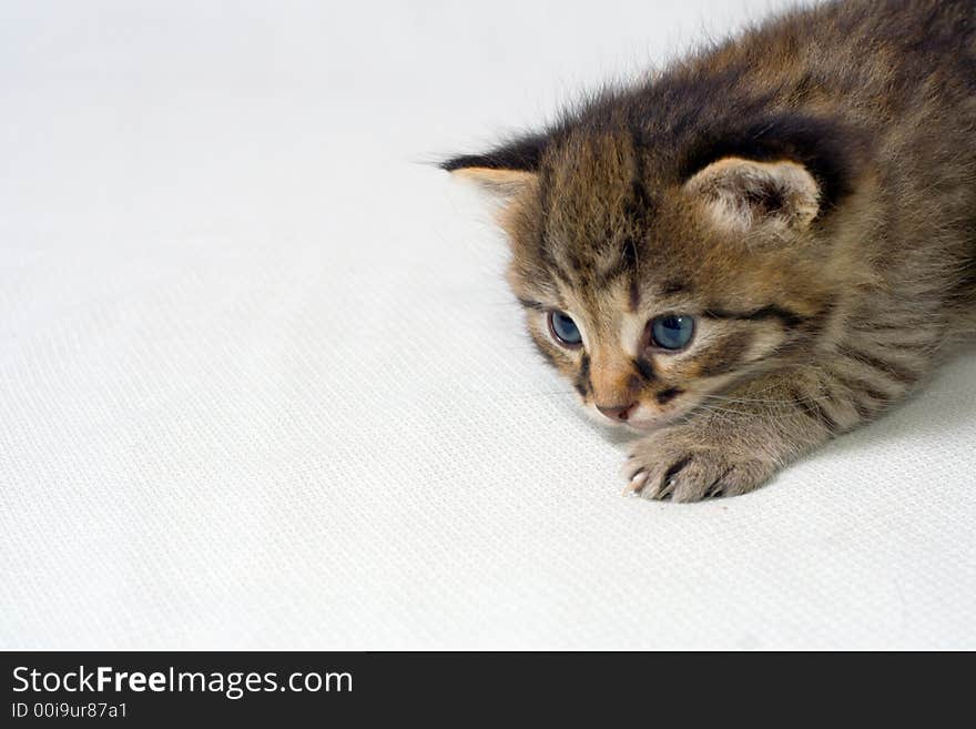 Little kitten at white background.