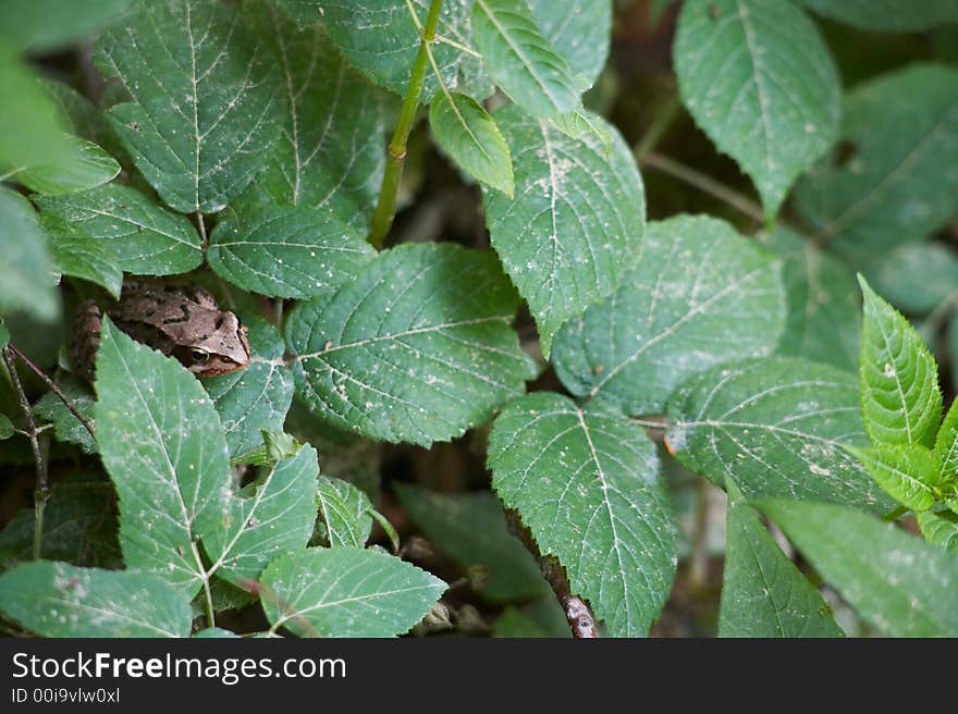 Little Brown Frog