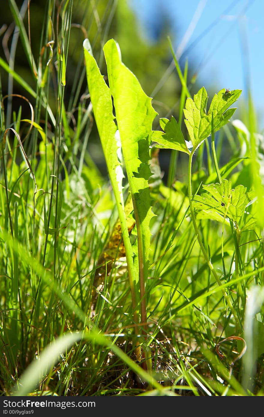 Green grass in bright sunlight in summer with blue sky