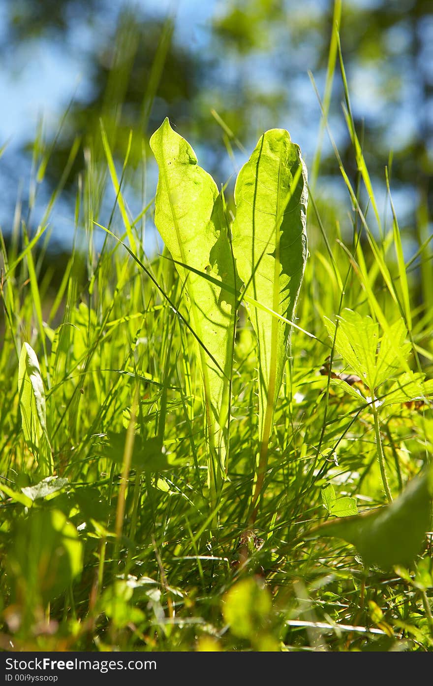 Green grass in bright sunlight in summer with blue sky. Green grass in bright sunlight in summer with blue sky