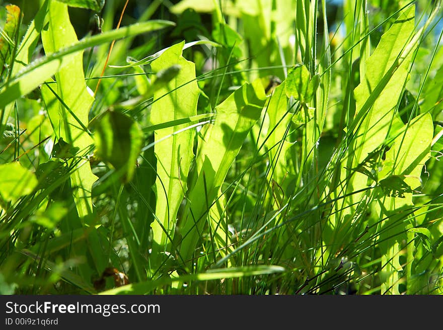 Green grass in bright sunlight in summer