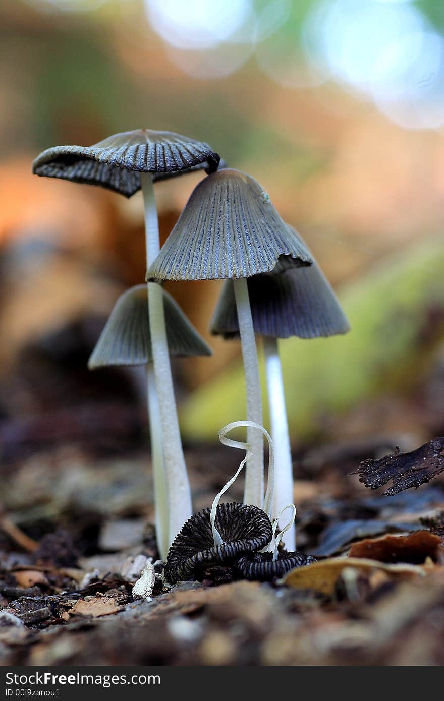 A group of small mushrooms (Coprinus xanthotrix)