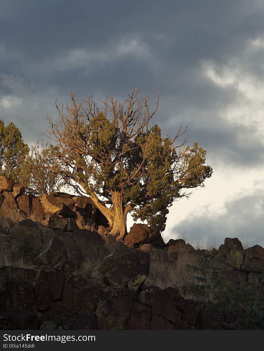 A Juniper tree on the edge of a cliff with a storm moving in. A Juniper tree on the edge of a cliff with a storm moving in