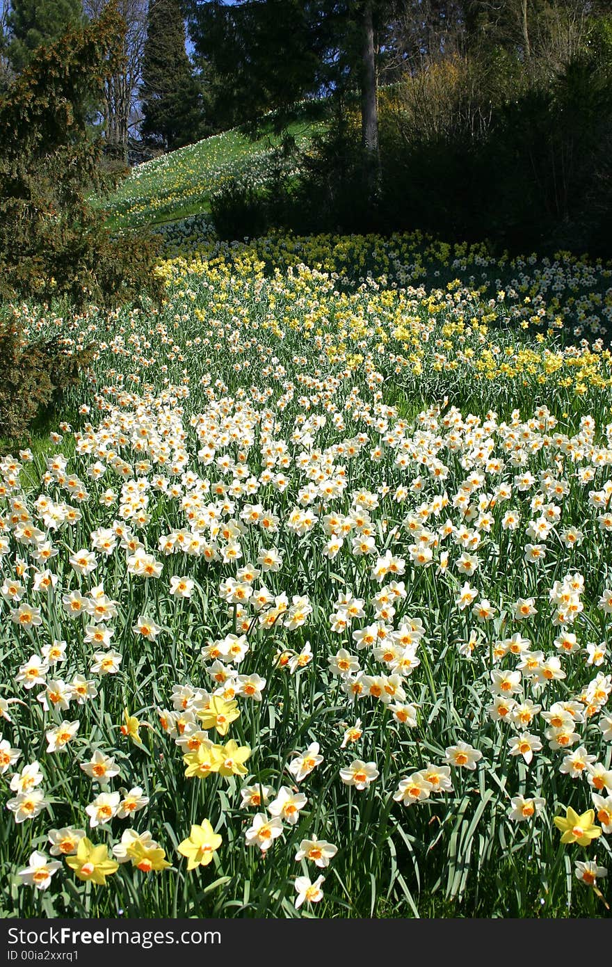 White and yellow flowers.