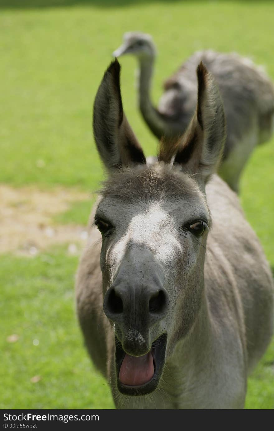 A donkey with mouth wide open. A donkey with mouth wide open.