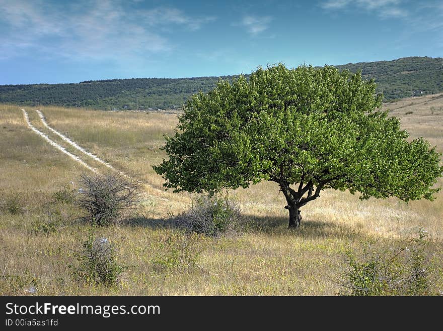 Green Tree And Road