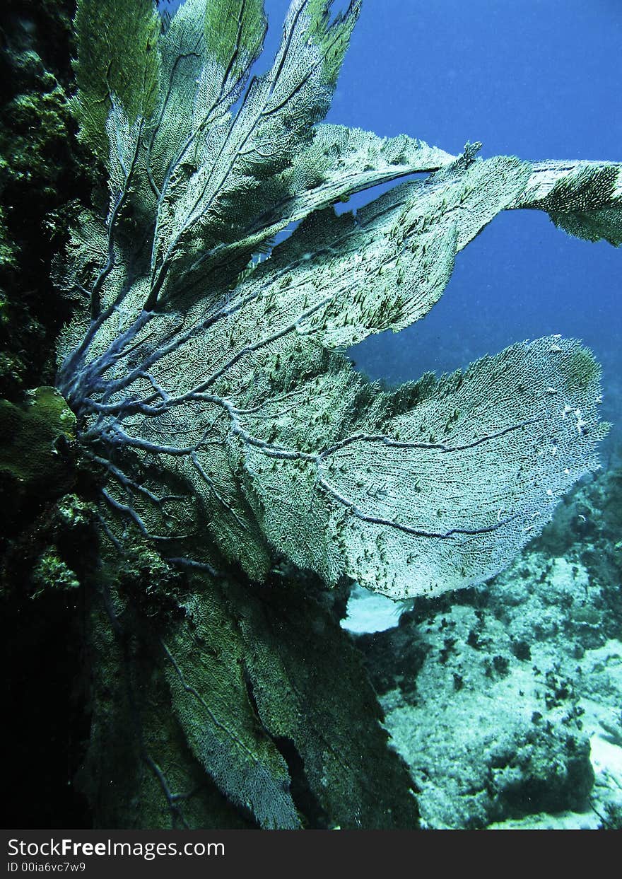 Large Sponge Fan against blue ocean surface