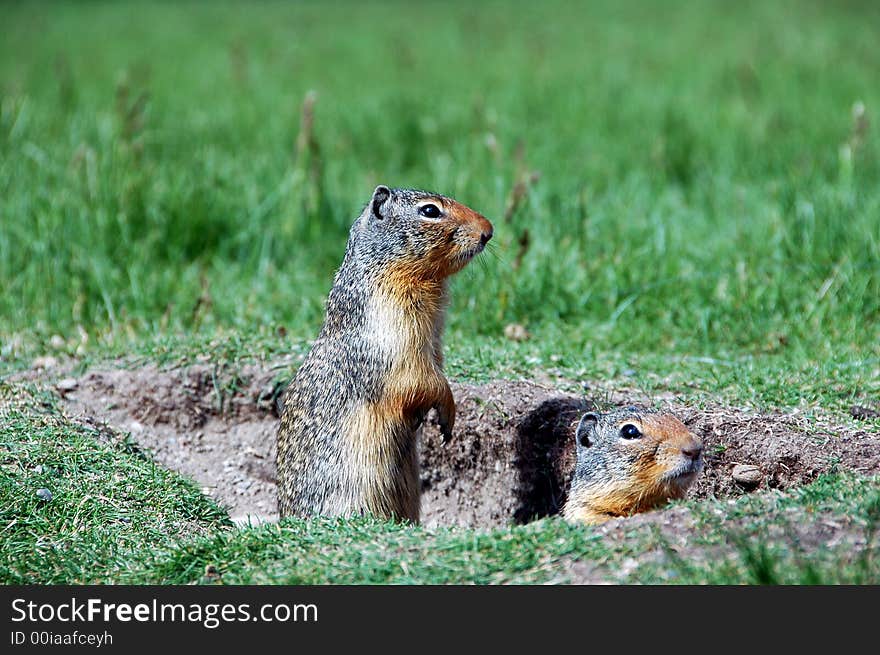 Two canadian ground squirrels at Manning provincial park, British columbia,canada. Two canadian ground squirrels at Manning provincial park, British columbia,canada.