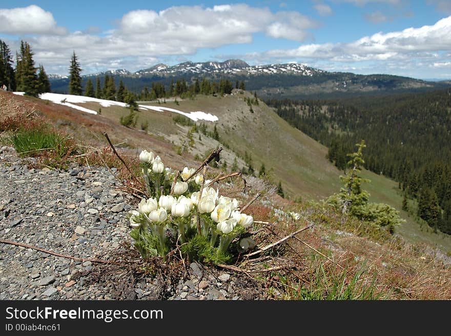 Wildflowers in Manning provincial park British columbia,canada. Wildflowers in Manning provincial park British columbia,canada.