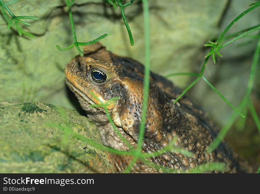 Marine toad