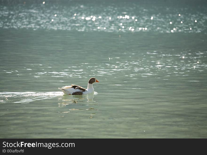 A photo of a goose in the lake