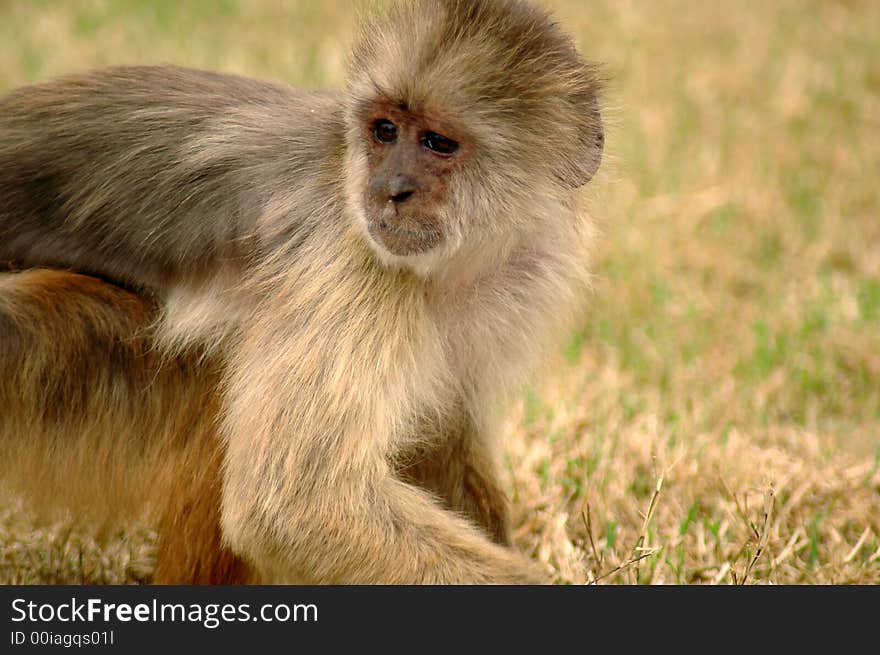 Cute monkey playing on the field