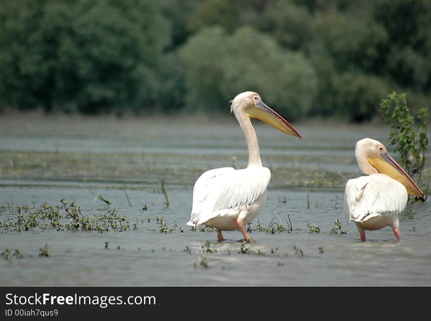 Birds , pelicans