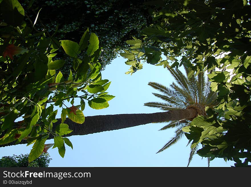 Palm trees and plants in Los Angeles California