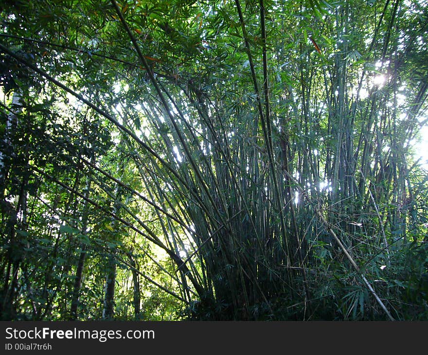 Bundles of Bamboo in the nature