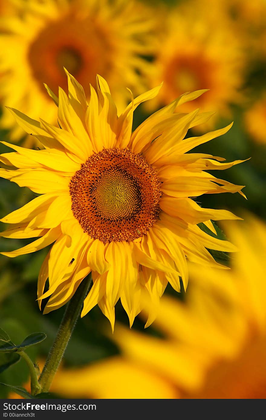 An image of yellow sunflowers. An image of yellow sunflowers