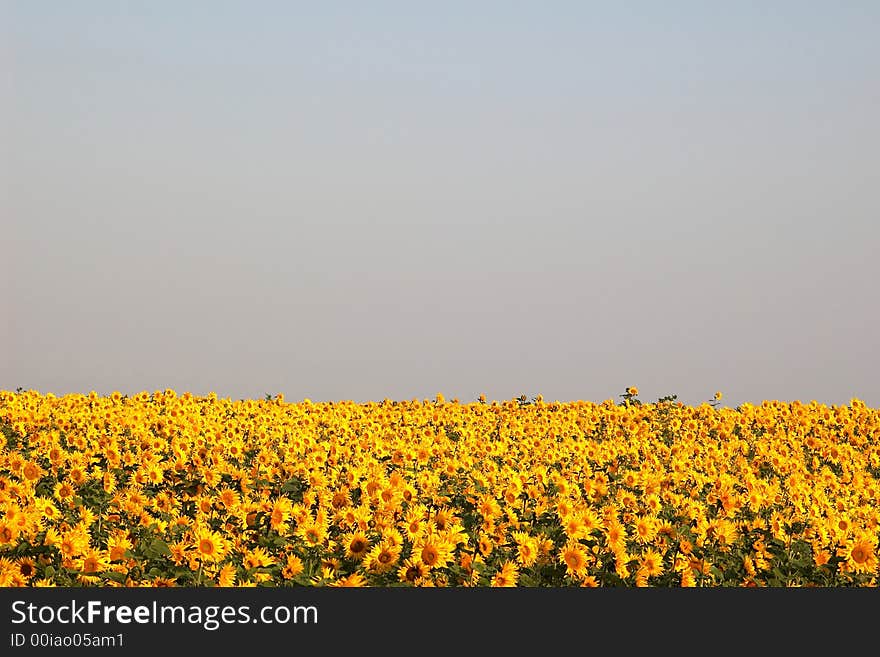 An image of yellow field of sunflowers. An image of yellow field of sunflowers