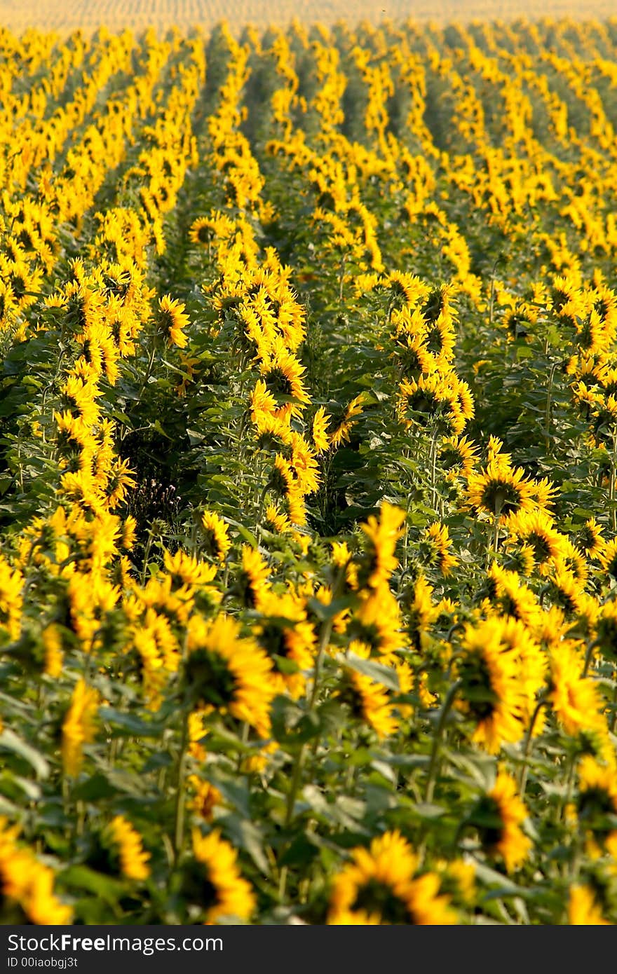 An image of yellow field of sunflowers. An image of yellow field of sunflowers