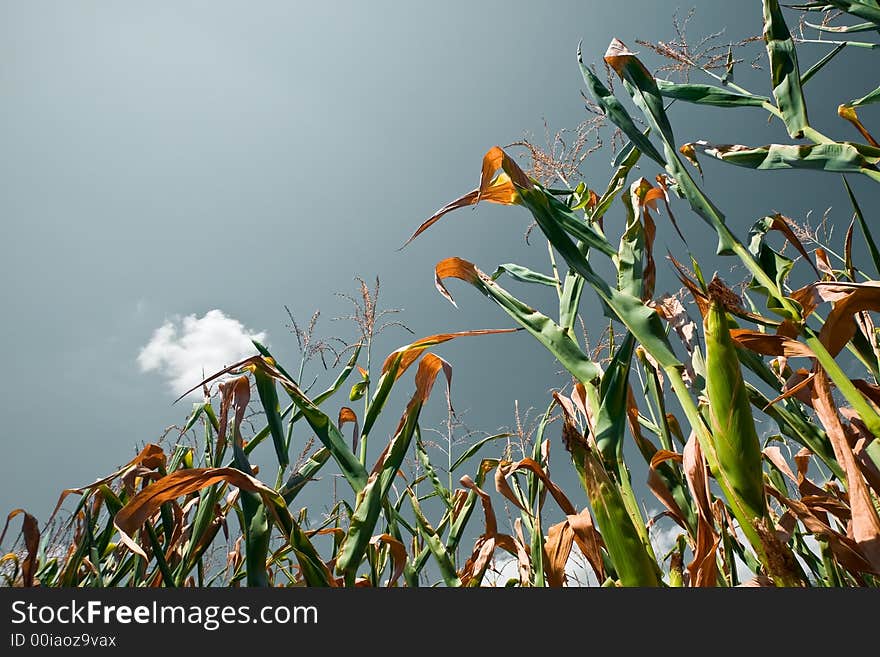 A cornfield in mid-summer just before harvest. Toned version. A cornfield in mid-summer just before harvest. Toned version