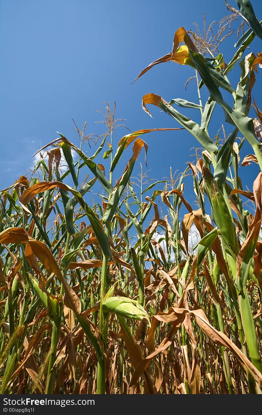 A cornfield in mid-summer just before harvest. Toned version.