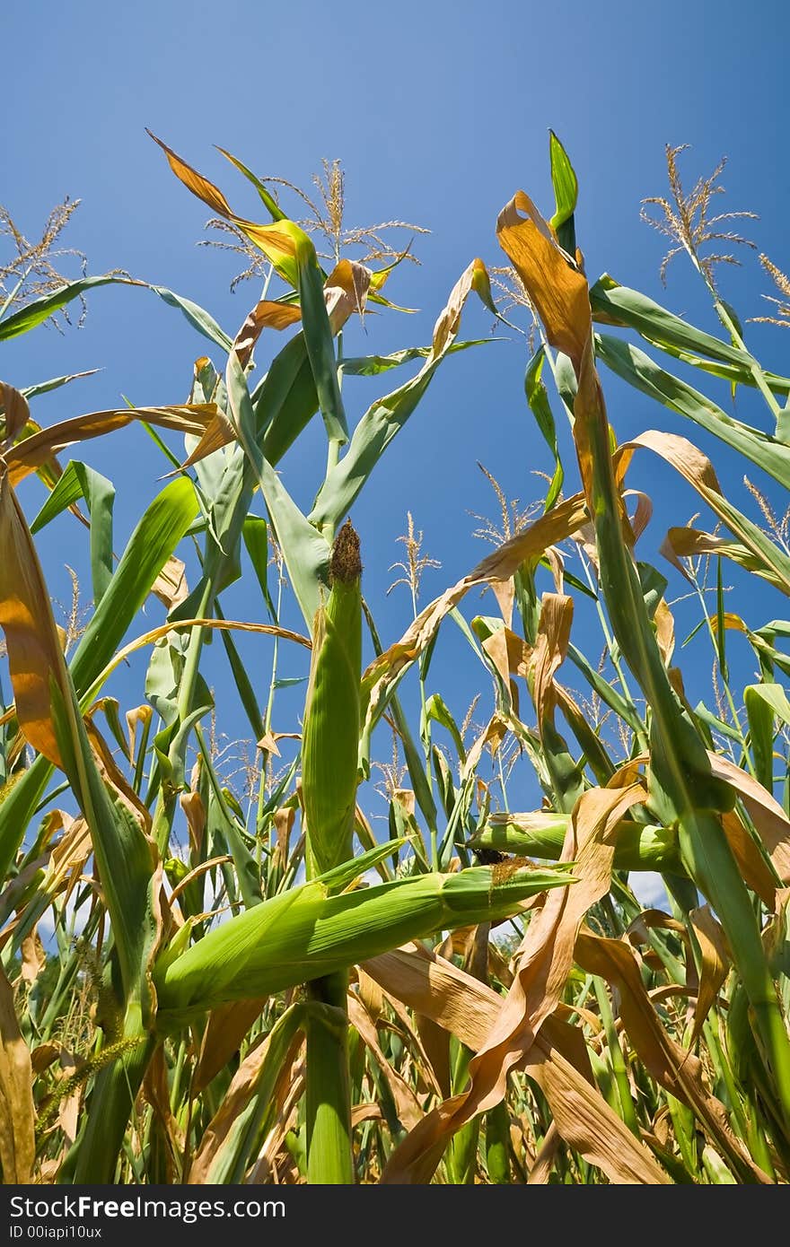 A cornfield in mid-summer just before harvest.