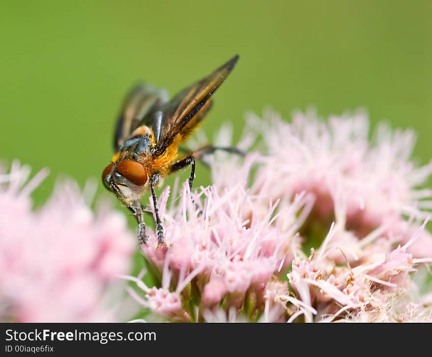 Colorful fly close-up