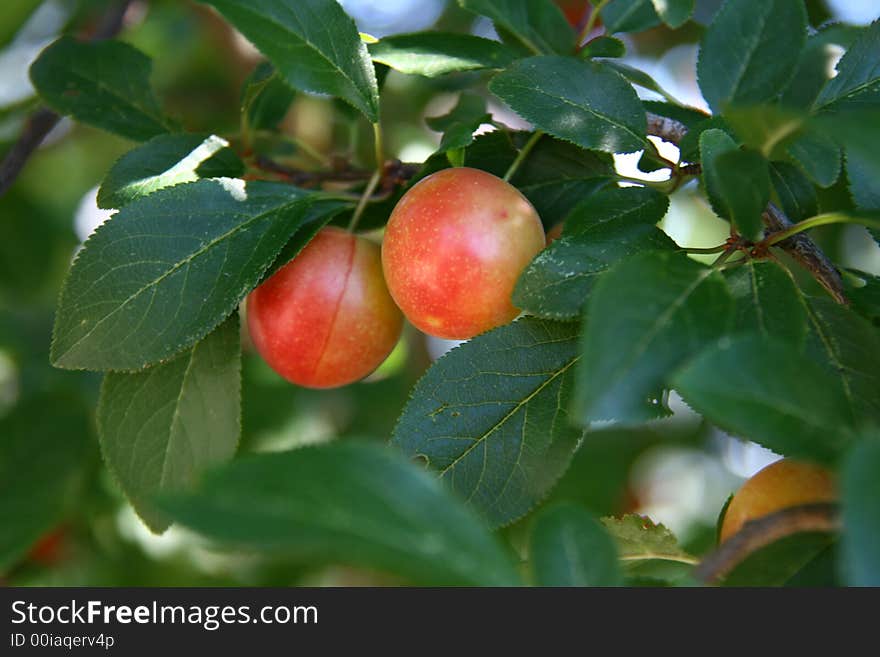 Red cherry plum, myrobalan, Prunus cerasifera,
background green leaves and tree,