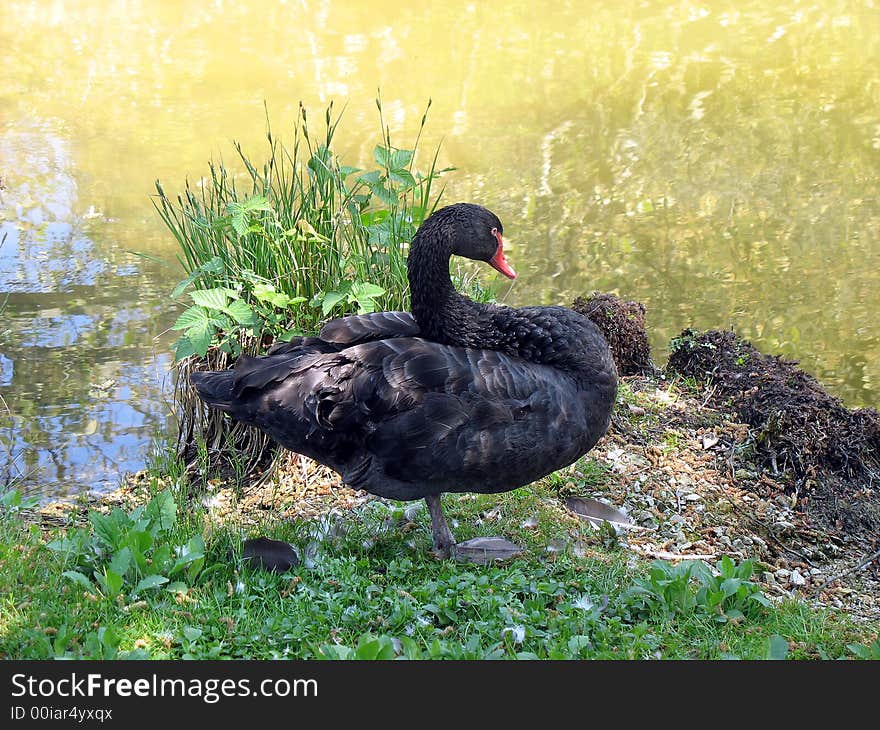 Close wiew of a black swan