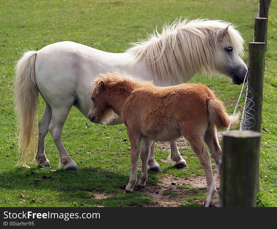 Mare and fold enjoying motherly love in the paddock