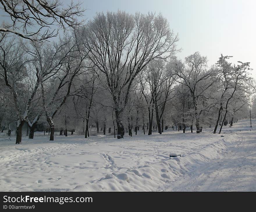 Winter Morning