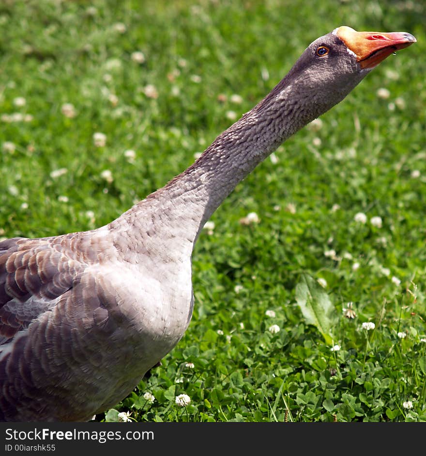 Crazy Goose