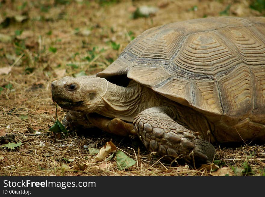 Kiev zoo amphibious terrapin