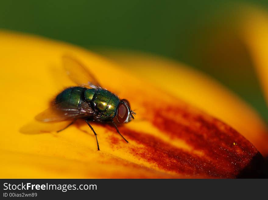 The green fly on the yellow flower