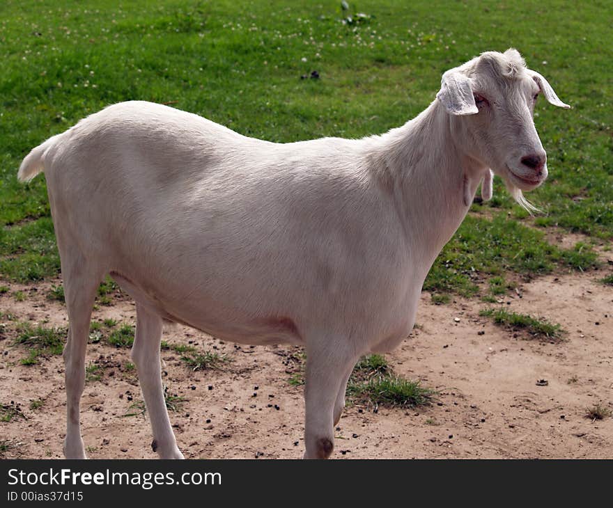 White sacrificial goat