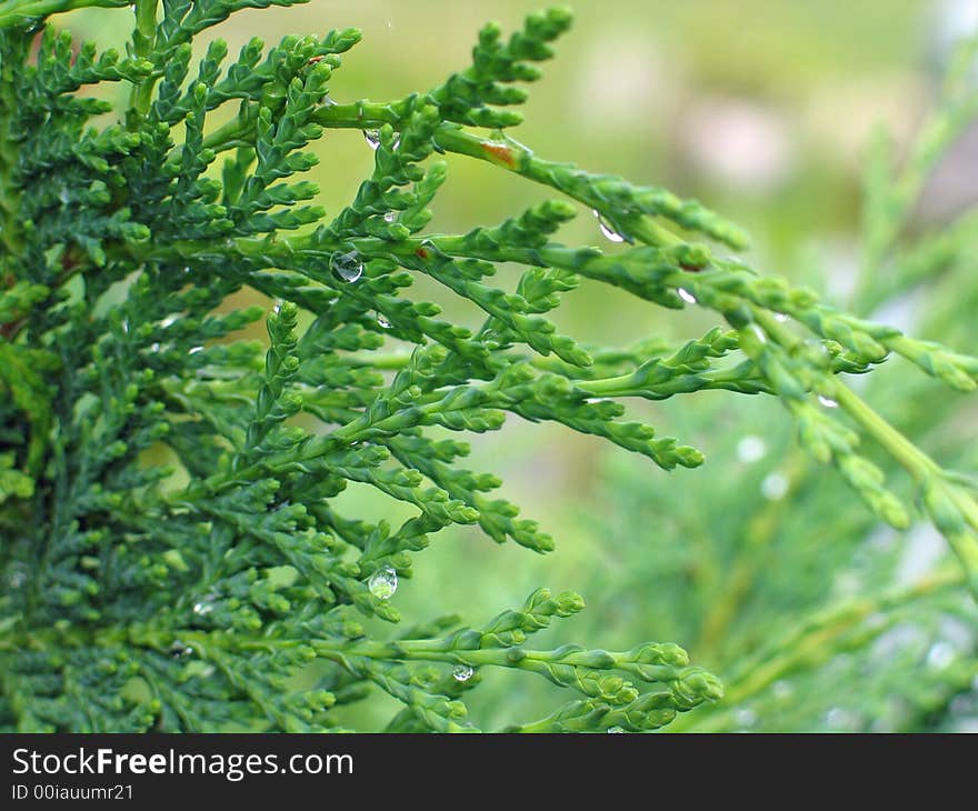 Green leaves with drops of dew. Green leaves with drops of dew