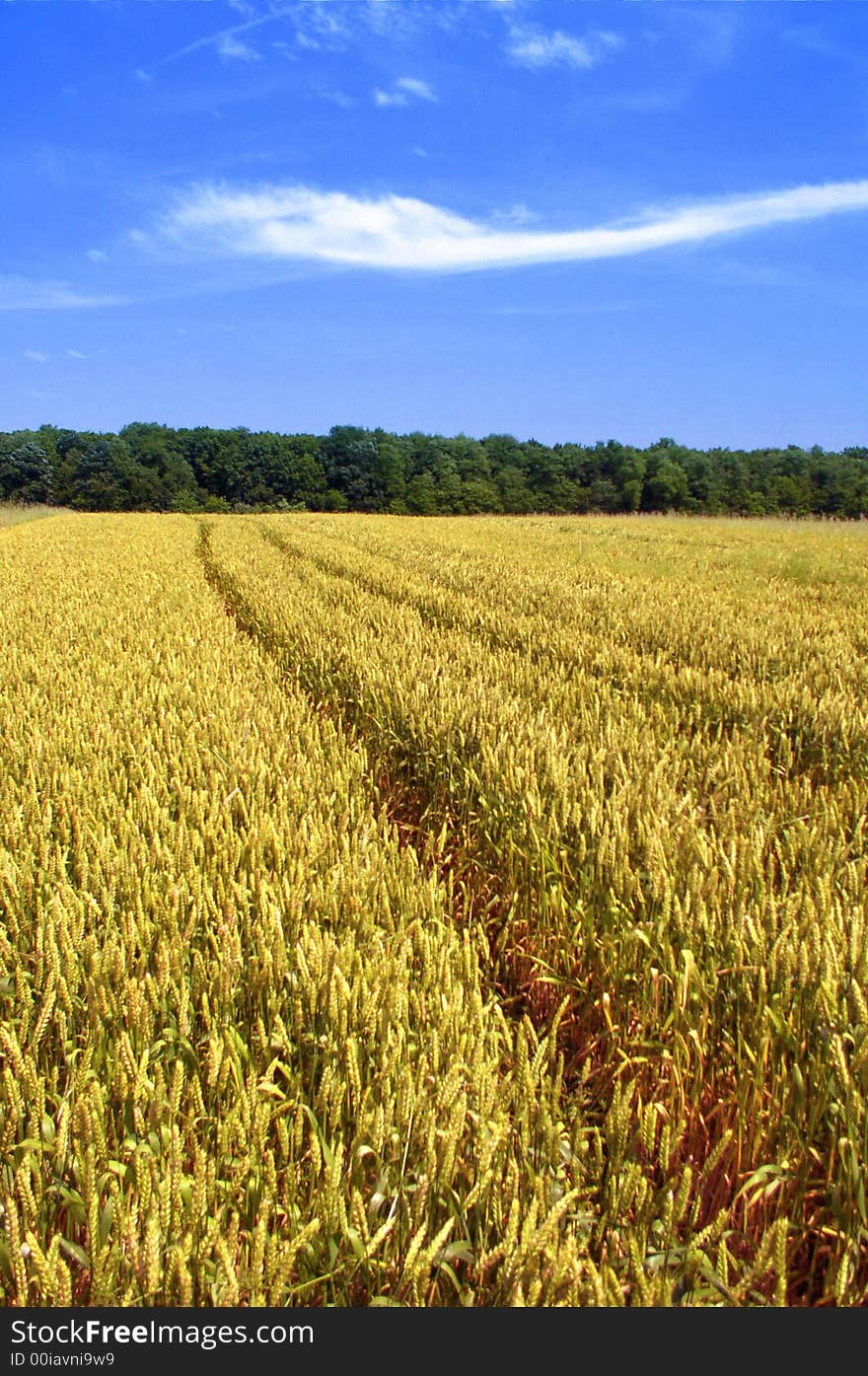 Golden wheat field on a hot and sunny summer day.