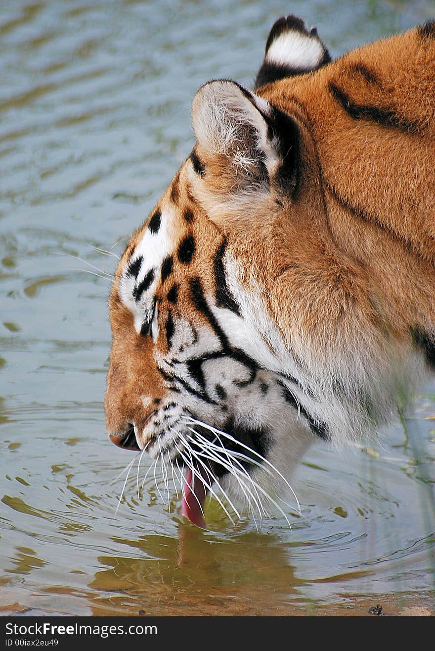 IndianTiger drinking from lake