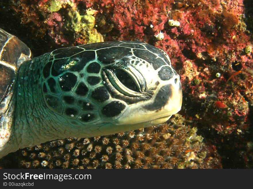 Turtle on the Reef