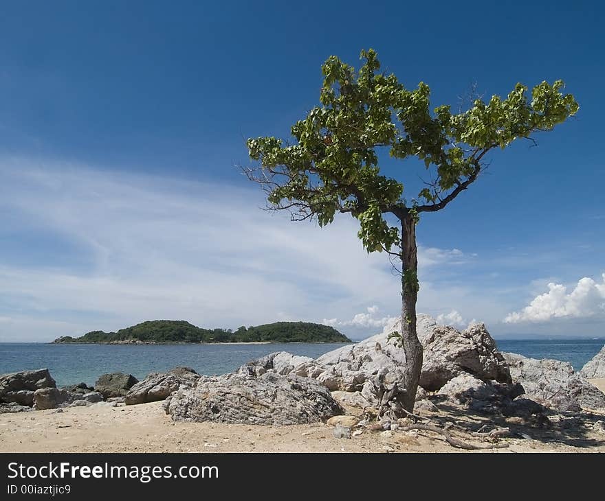 Lonely tree on a stony beach with island in the background. Lonely tree on a stony beach with island in the background