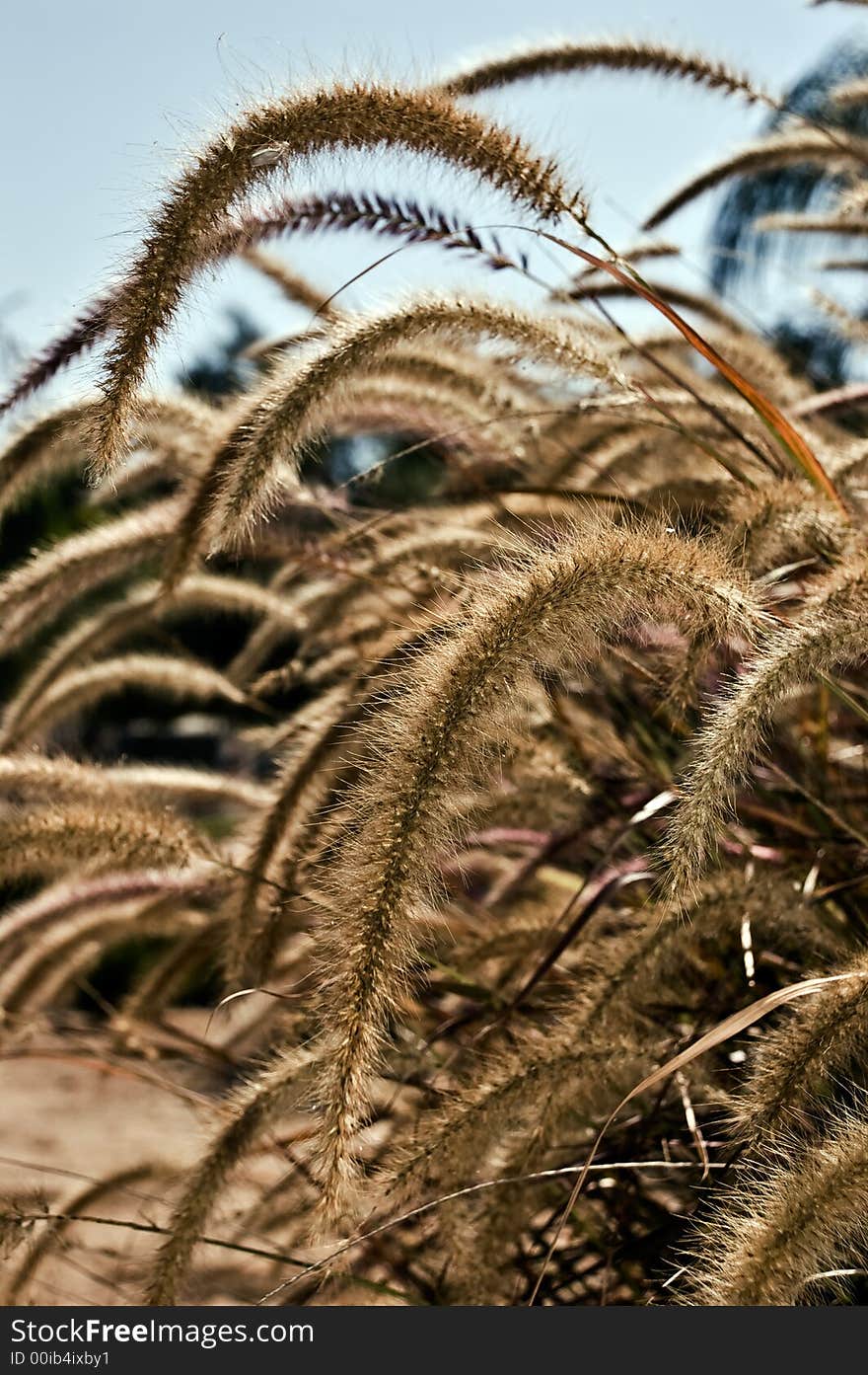 Wiled Barley