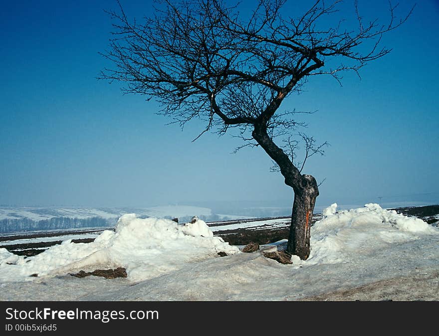 A solitery tree in the frost.