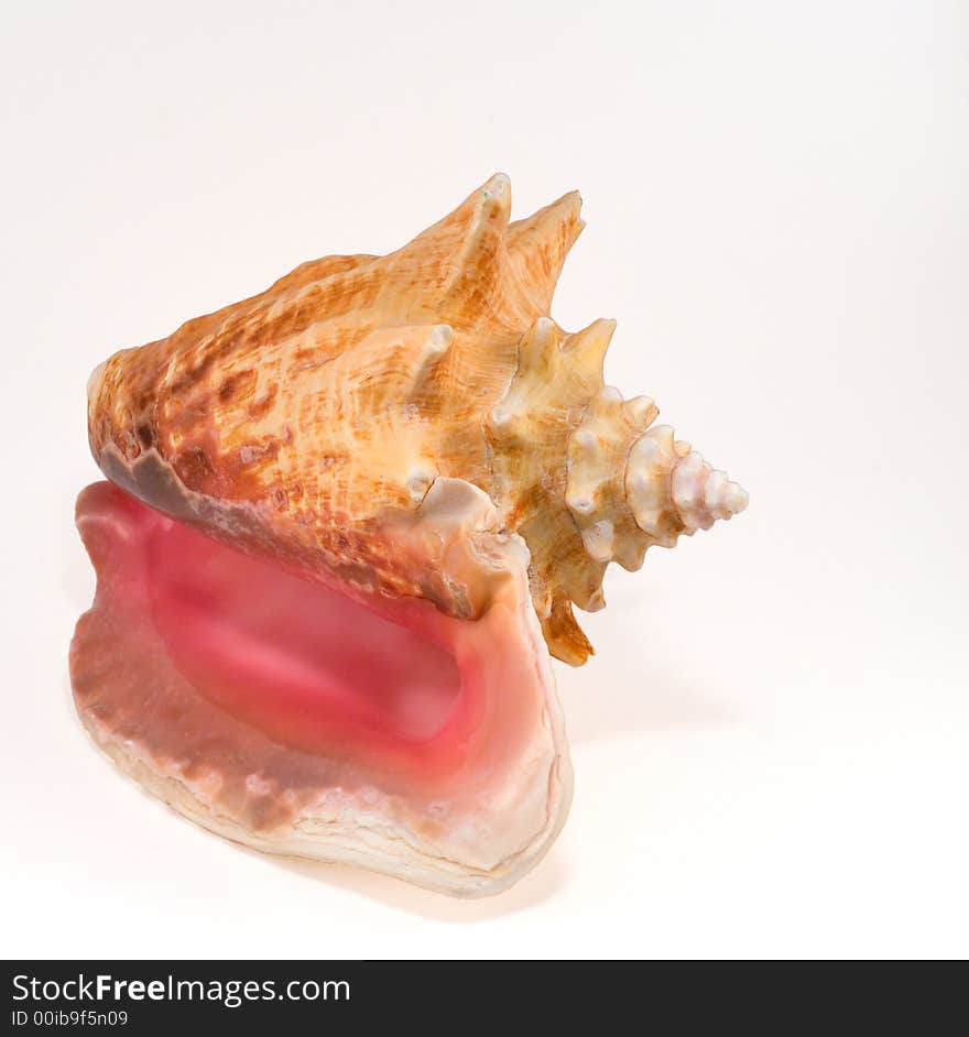 Sea shell isolated on white background.