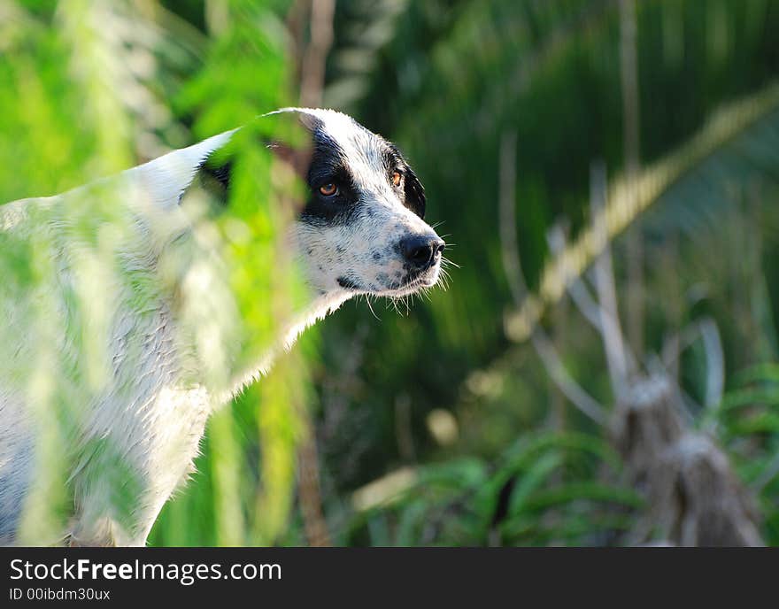 Black and white dog and a green background. Black and white dog and a green background.