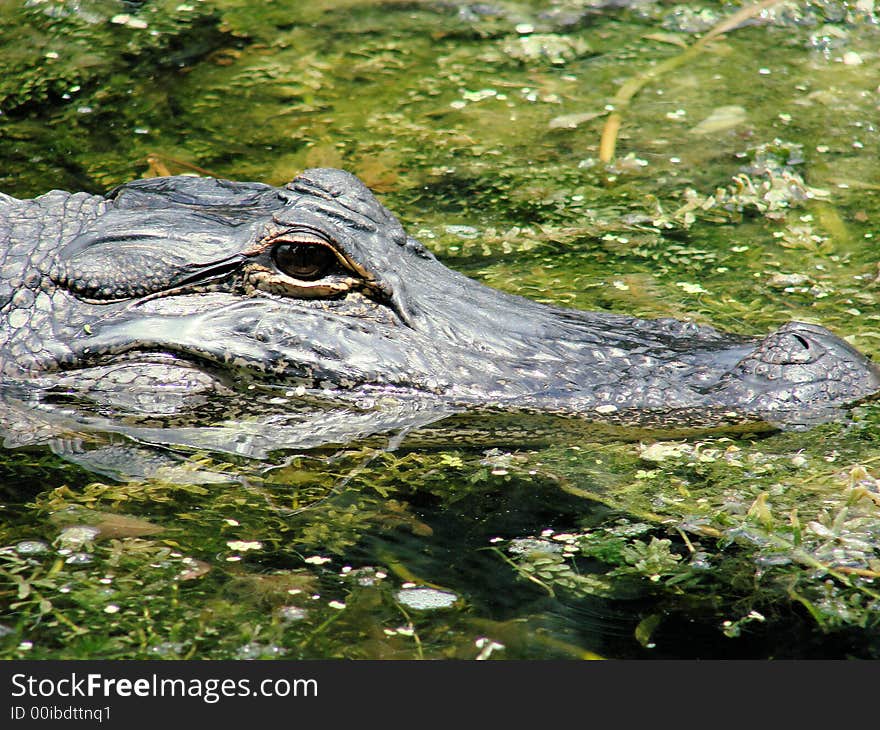 This is a wild american alligator in the swamp grass. This is a wild american alligator in the swamp grass