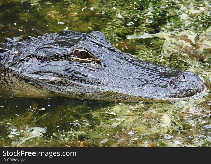 This is a wild american alligator in the swamp grass. This is a wild american alligator in the swamp grass